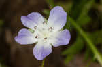 Largeflower baby blue eyes